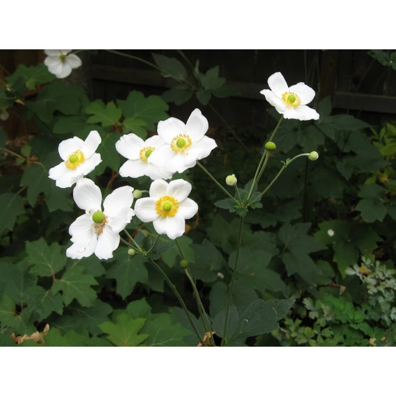 Anemone hybrida 'Honorine Jobert' - szellőrózsa - CS11