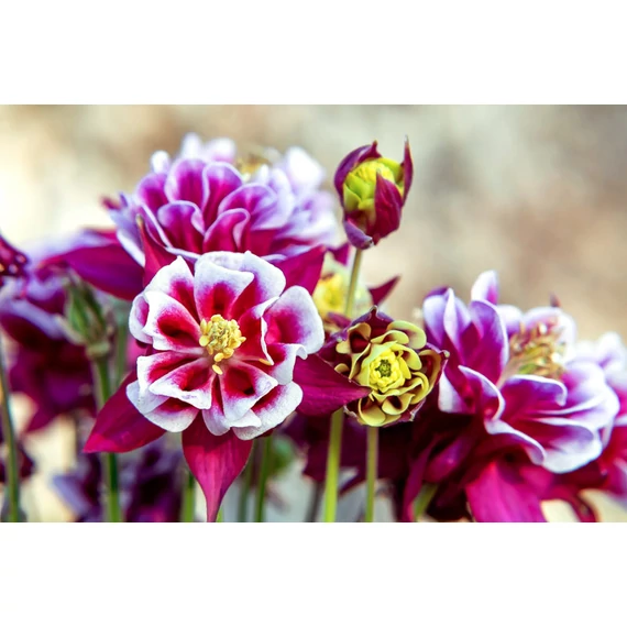 Aquilegia vulgaris 'Winky Double Red & White' - harangláb - CS12