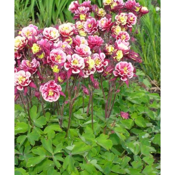 Aquilegia vulgaris 'Winky Double Red & White' - harangláb - CS12