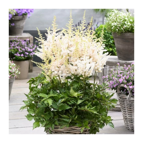 Astilbe japonica 'Washington' - tollbuga - CS11
