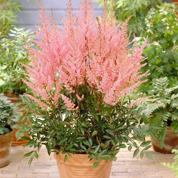 Astilbe arendsii 'Erika'  - kerti tollbuga - CS11