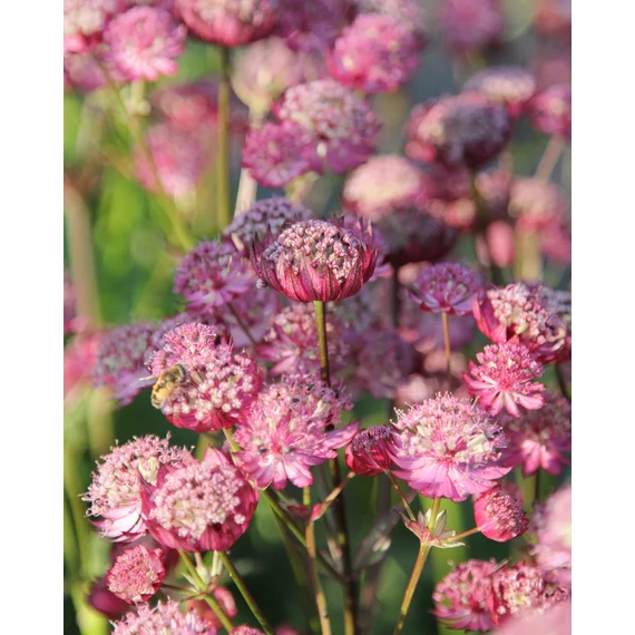 Astrantia major 'Rosensinfonie' - völgycsillag - CS11