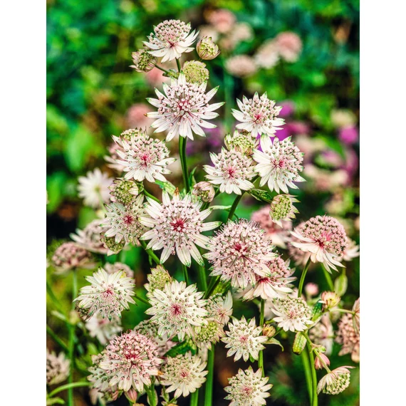 Astrantia major - völgycsillag - CS11