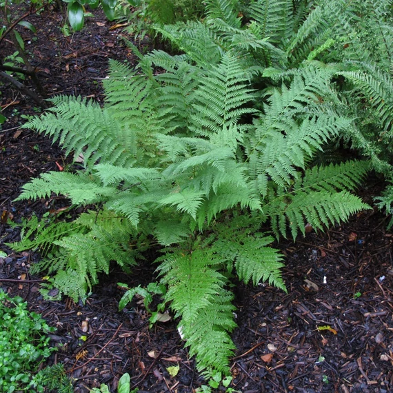 Athyrium filix 'Femina' - hölgypáfrány - CS11