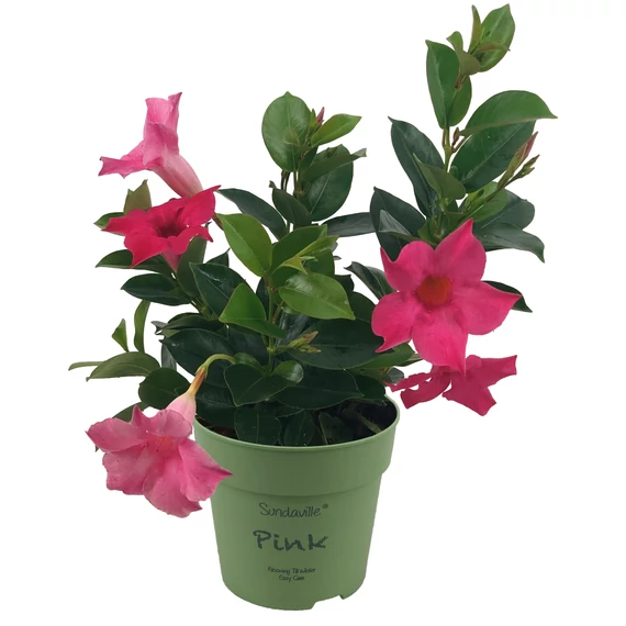Mandevilla 'Pink' - tölcsérjázmin - CS12
