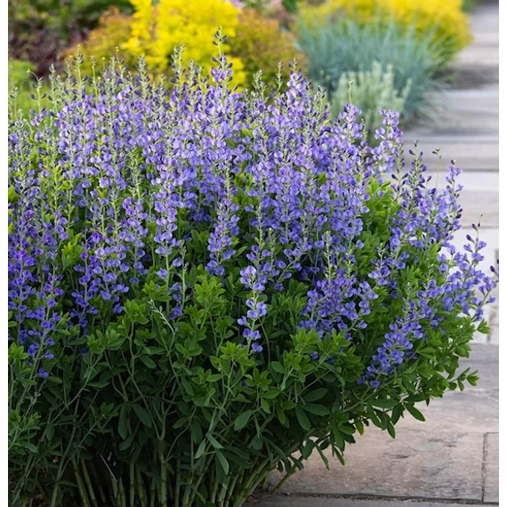 Baptisia 'Indigo Sky' - ámbrásfürt, álindigó - CS14