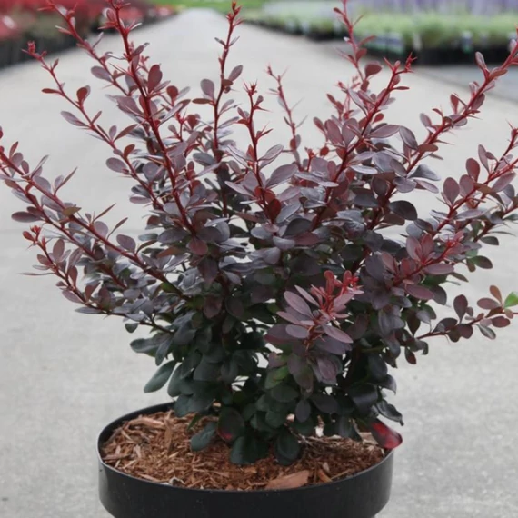 Berberis thunbergii 'Dart's Red Lady' - borbolya - CS17