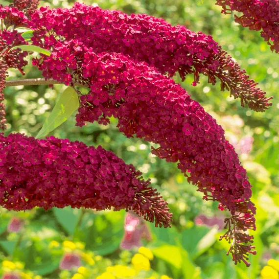 Buddleja davidii 'Royal Red' - nyári orgona - CS15