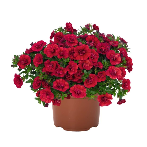 Petunia calibrachoa 'Aloha Double Red' - mini virágú petúnia - CS12
