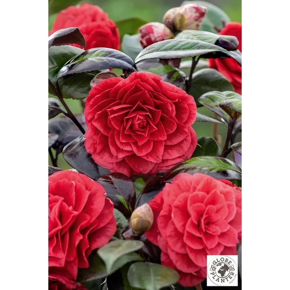Camellia japonica 'Femme Fetale' - kamélia - CS14