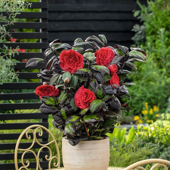 Camellia japonica 'Femme Fetale' - kamélia - CS14