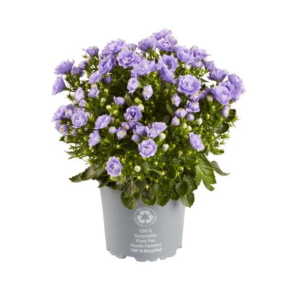 Campanula portenschlagiana ’Ocean’ – dalmát harangvirág - CS11