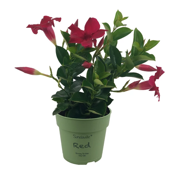 Mandevilla 'Red' - tölcsérjázmin - CS12