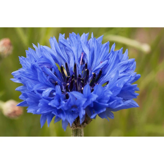 Centaurea cianus 'Goliath Blue' – búzavirág - CS14