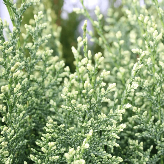 Chamaecyparis lawsoniana 'White Spot' - hamisciprus - CS15