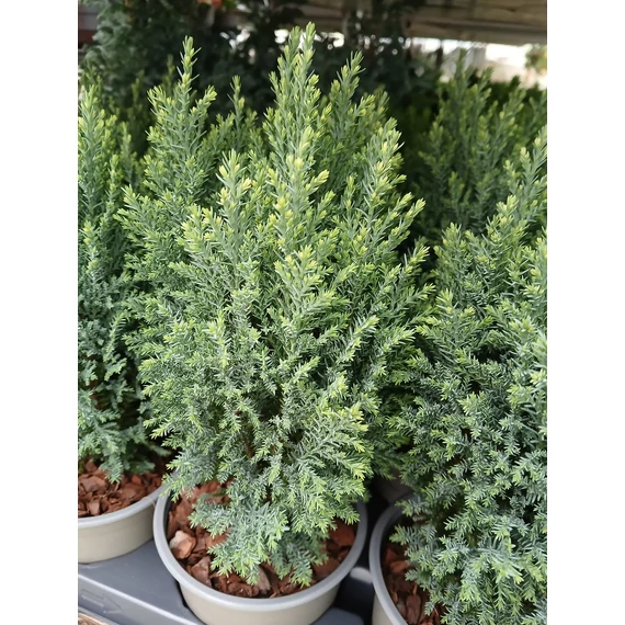 Chamaecyparis lawsoniana 'Snow White' - oregoni hamisciprus - CS13