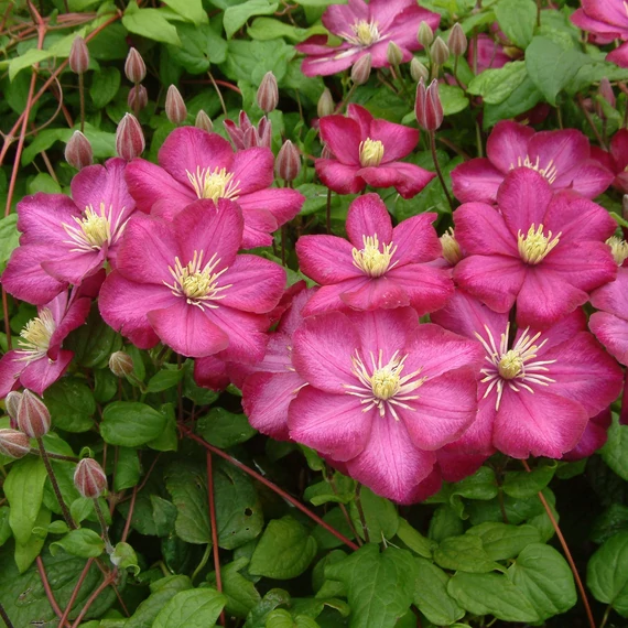 Clematis 'Ville de Lyon' - klematisz, iszalag - CS12