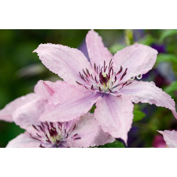 Clematis 'Hagley Hybrid' - klematisz, iszalag - CS14