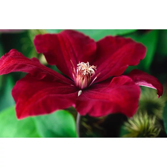Clematis 'Rouge Cardinal' - klematisz, iszalag - CS14