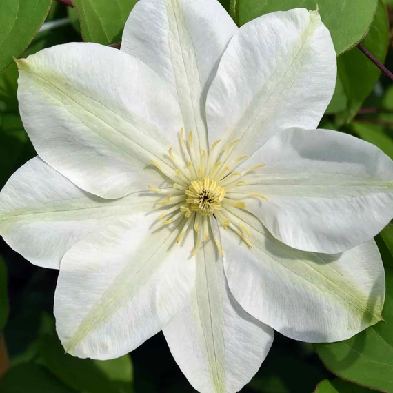 Clematis 'Guernsey Cream' - klematisz, iszalag - CS15