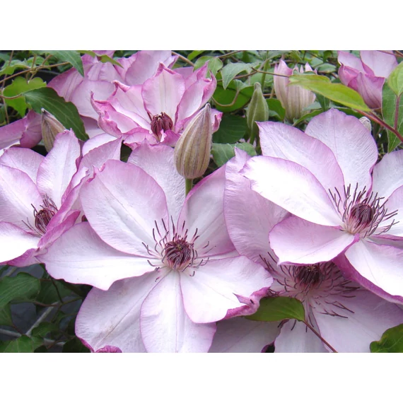 Clematis 'Omoshiro' - klematisz, iszalag - CS12