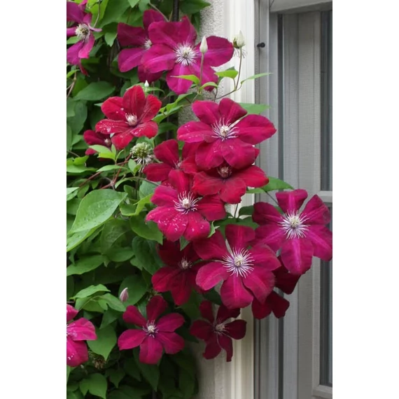 Clematis 'Rouge Cardinal' - klematisz, iszalag - CS14