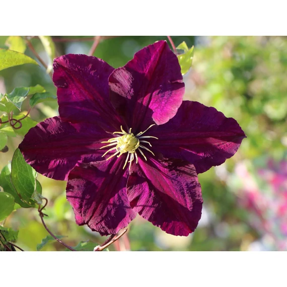 Clematis 'Warszawska Nike' - klematisz, iszalag - CS14