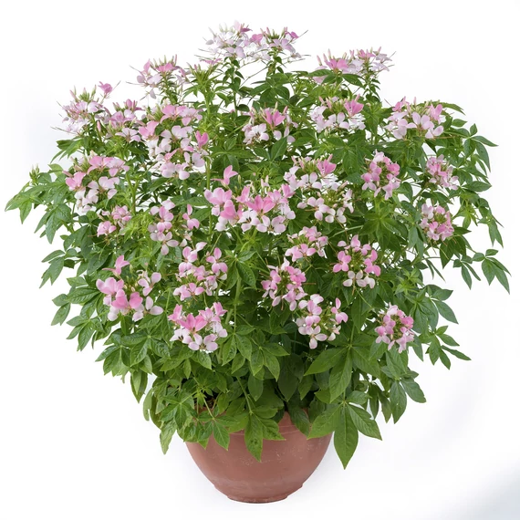 Cleome hassleriana 'Kelly Pink' - Kleopátra tűje - CS14