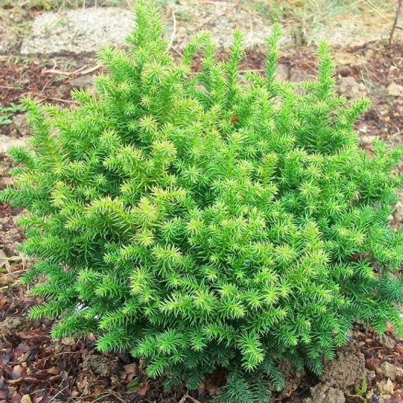 Cryptomeria japonica 'Vilmoriniana' - japán ciprus - CS15