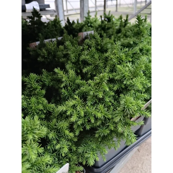 Cryptomeria japonica 'Vilmoriniana' - japán ciprus - CS15