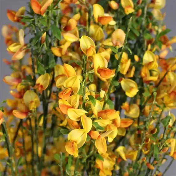 Cytisus 'Apricot Gem' - zanót - CS14