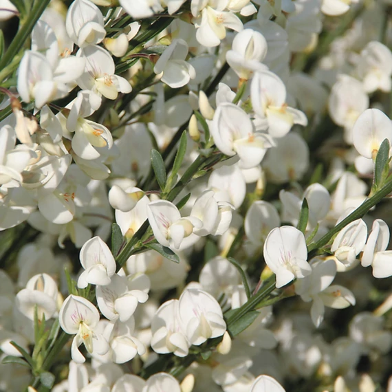 Cytisus 'White Lion'  - zanót - CS14