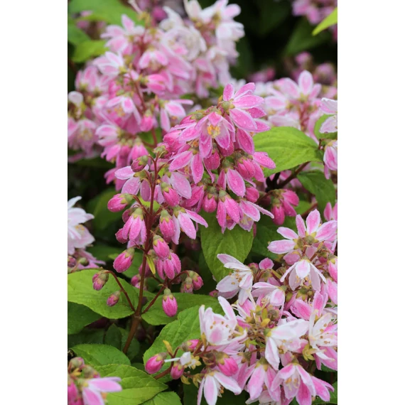 Deutzia hybrida 'Tourbillon Rouge' - gyöngyvirágcserje - CS9