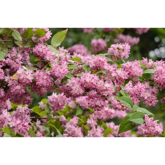 Deutzia hybrida 'Tourbillon Rouge' - gyöngyvirágcserje - CS9