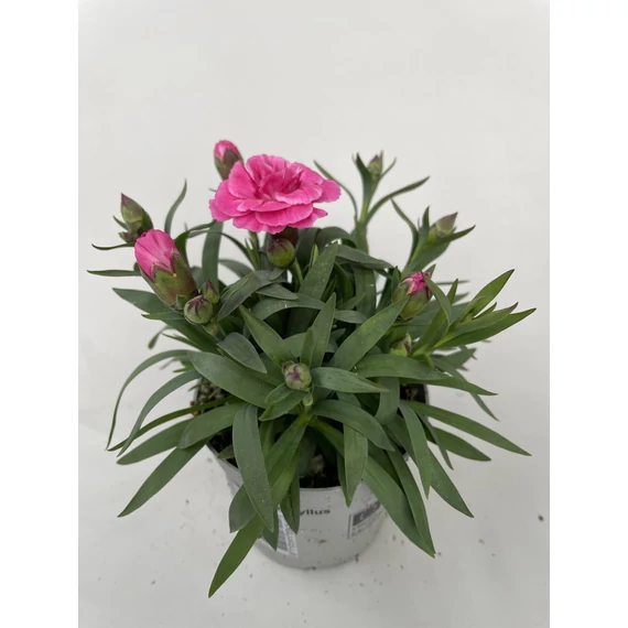 Dianthus 'Oscar Dark Pink' - szegfű - CS9
