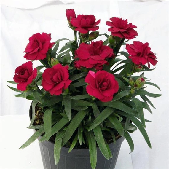 Dianthus 'Oscar Dark Red' - szegfű - CS9