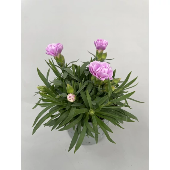 Dianthus 'Super Trouper Grace' - szegfű - CS9