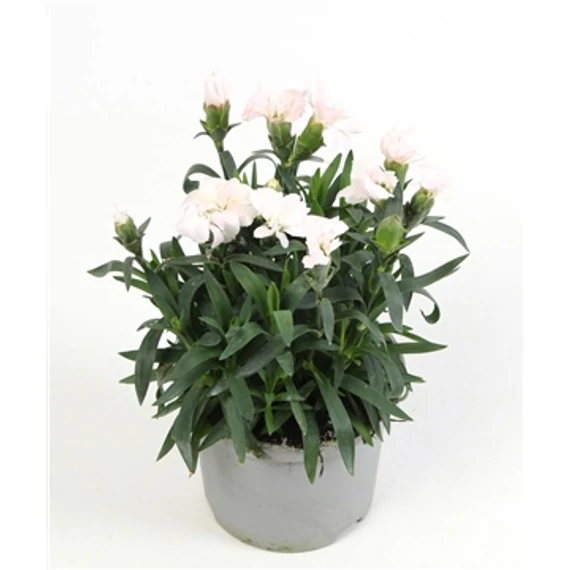 Dianthus 'Oscar White' - szegfű - CS9