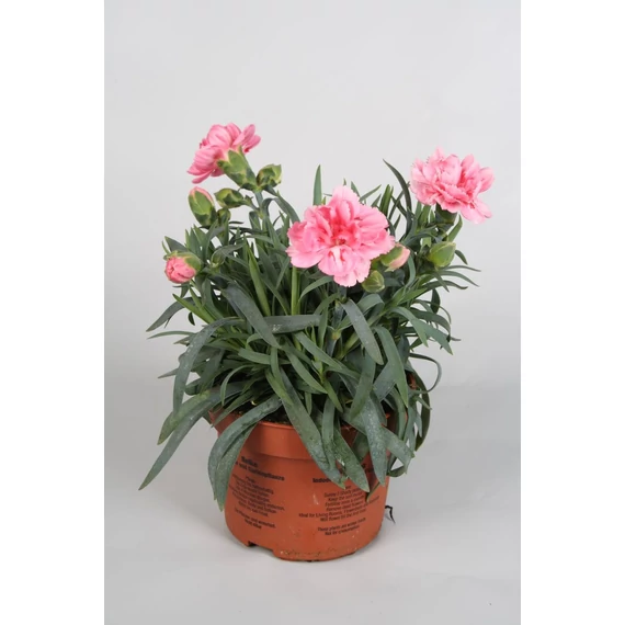 Dianthus 'Super Trouper Elise' - szegfű - CS9