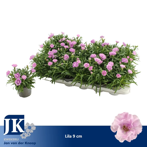 Dianthus 'Super Trouper Ilka' - szegfű - CS9