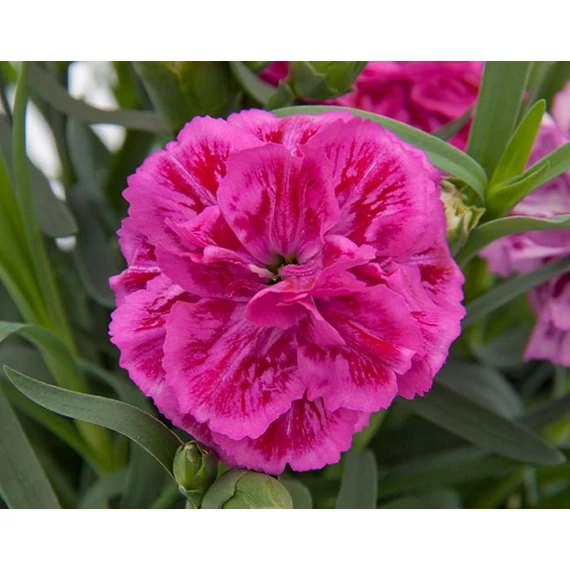 Dianthus 'Super Trouper Marie' - szegfű - CS9