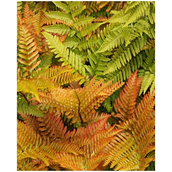 Dryopteris erythrosora - japán erdőpáfrány - CS14