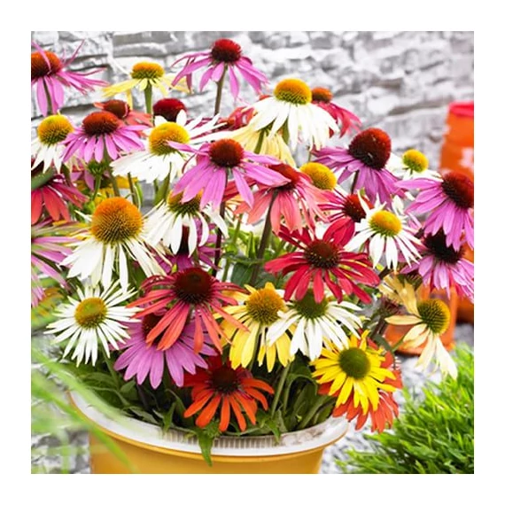 Echinacea purpurea 'Breeder's Mix - kasvirág - CS11