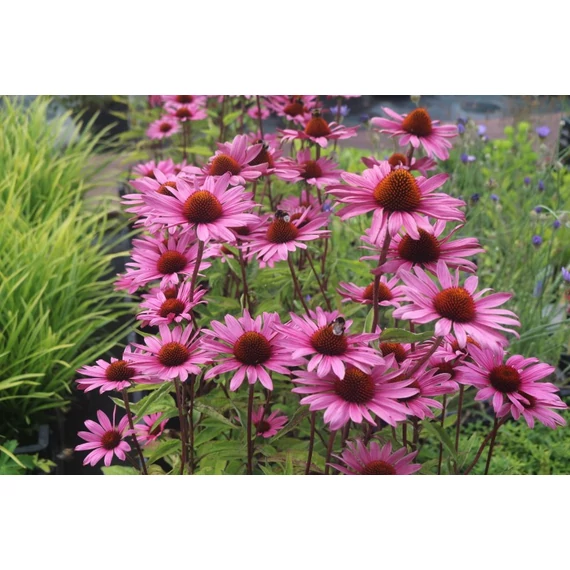 Echinacea purpurea 'Rubinstern' - kasvirág - CS11
