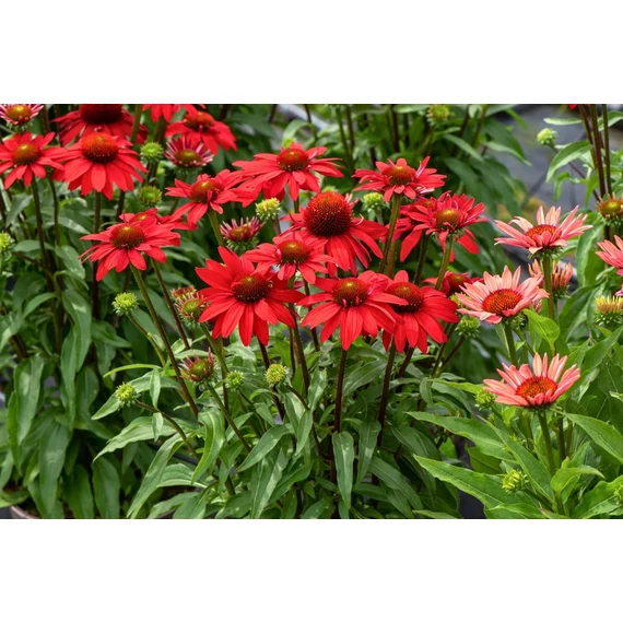 Echinacea hybrida 'SunMagic Fantastic Scarlet' - kasvirág - CS14