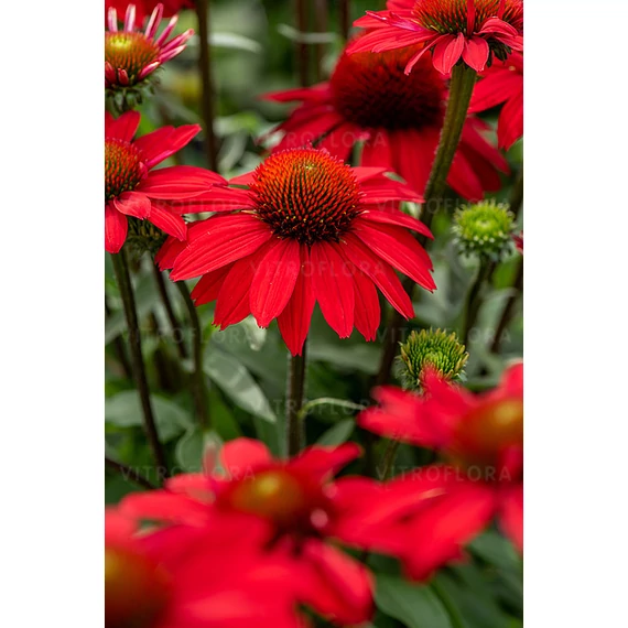 Echinacea hybrida 'SunMagic Fantastic Scarlet' - kasvirág - CS14