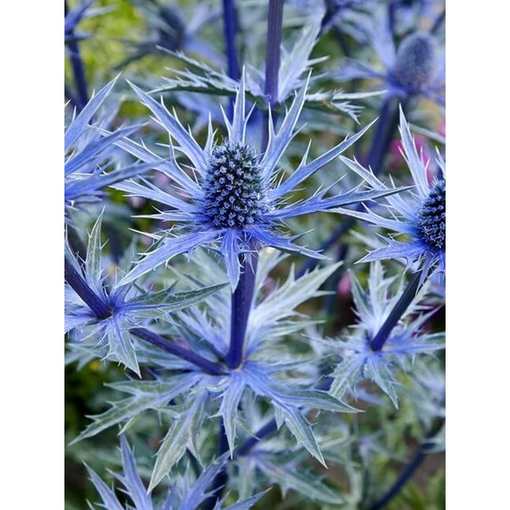 Eryngium alpinum 'Alpinum' - alpesi iringó - CS14