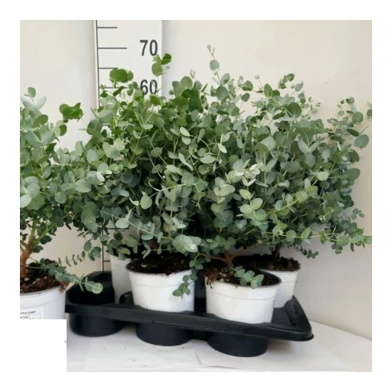 Eucalyptus cinerea  - eukaliptusz - CS12