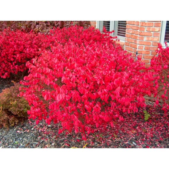 Euonymus alatus 'Compactus' - szárnyas kecskerágó - CS9