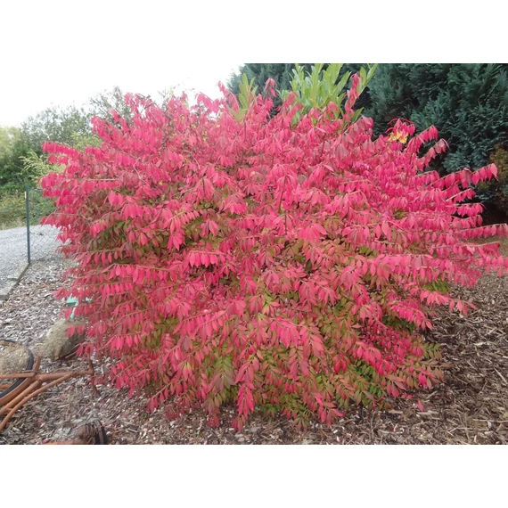 Euonymus alatus 'Compactus' - szárnyas kecskerágó - CS9